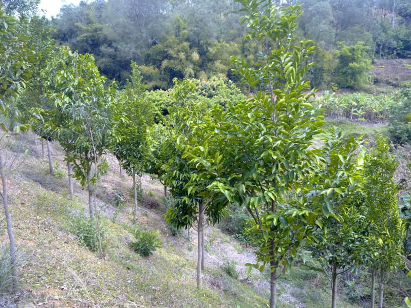 白木香白木香價格圖片