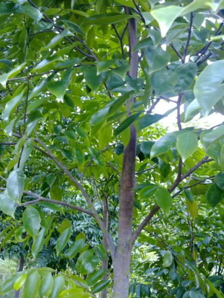 供應(yīng)白木香樹產(chǎn)地