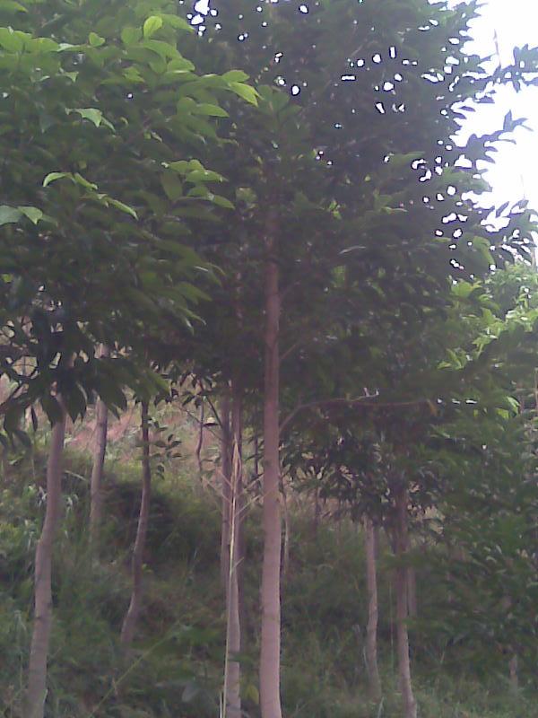 供應植物黃金土沉香樹