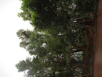 供應(yīng)重慶海桐球基地