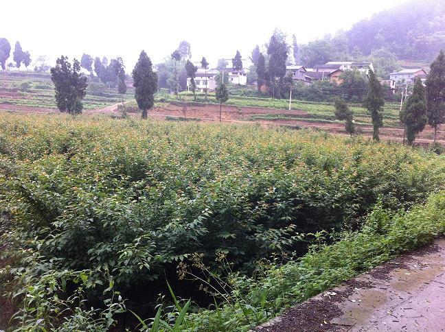 供應(yīng)重慶花卉苗木批發(fā)基地出售銀杏