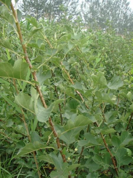 供應(yīng)運(yùn)城花椒苗經(jīng)銷商-運(yùn)城花椒苗批發(fā)-運(yùn)城花椒苗電話