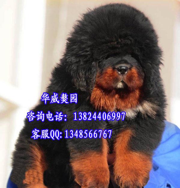 江门什么地方有卖藏獒犬图片