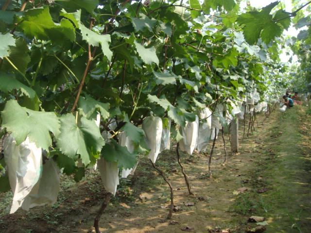 新集村葡萄苗圖片/新集村葡萄苗樣板圖 (4)