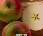 供應(yīng)山東藤木遼伏蘋果，山東藤木蘋果價(jià)格，山東遼伏蘋果產(chǎn)地
