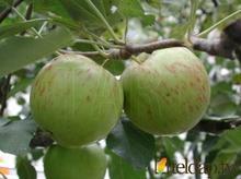 山東藤木蘋果批發(fā)哪里賣|山東藤木蘋果哪里|藤木蘋果哪里可以批發(fā) 藤木蘋果批發(fā)價錢