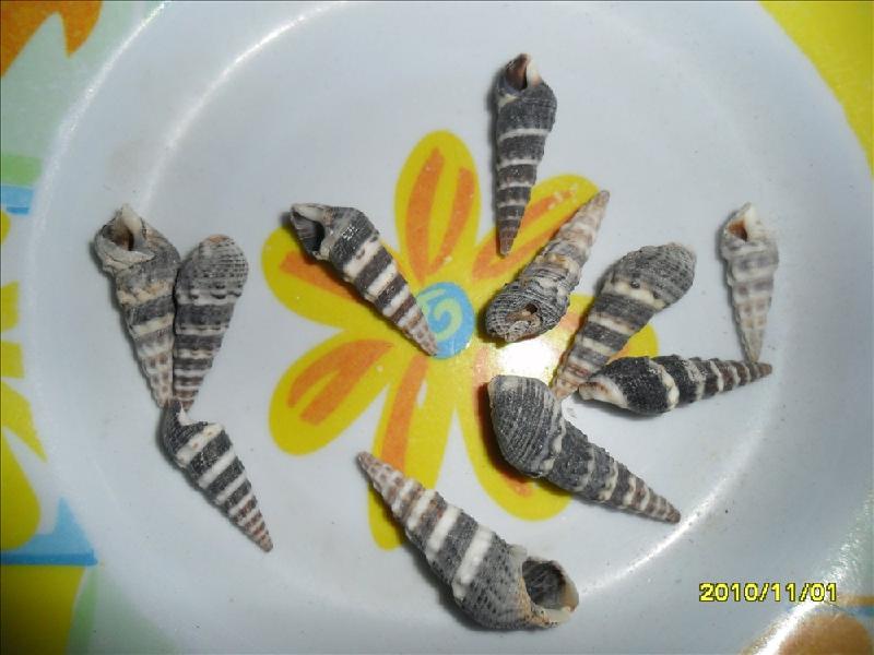 供應(yīng)黑釘螺