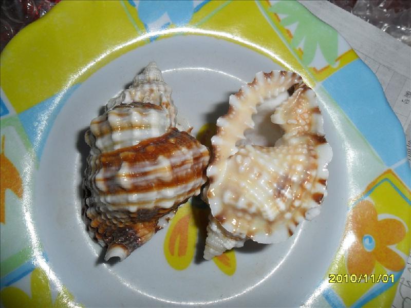 供應(yīng)日本鳳螺