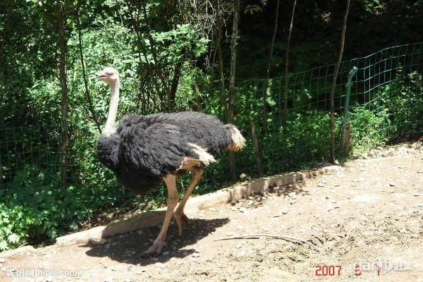 供應珠海鴕鳥蛋
