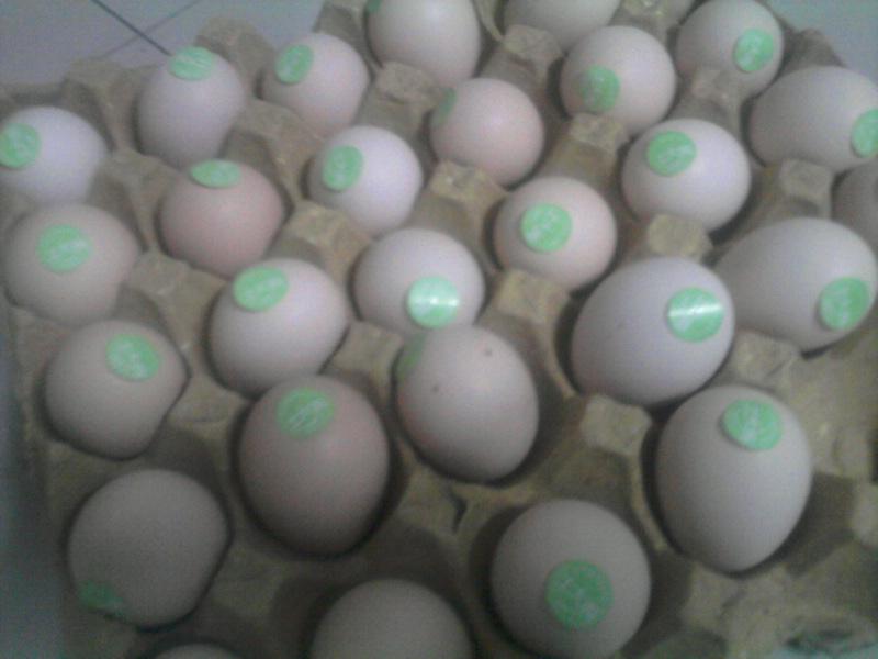 供應(yīng)農(nóng)家蛋