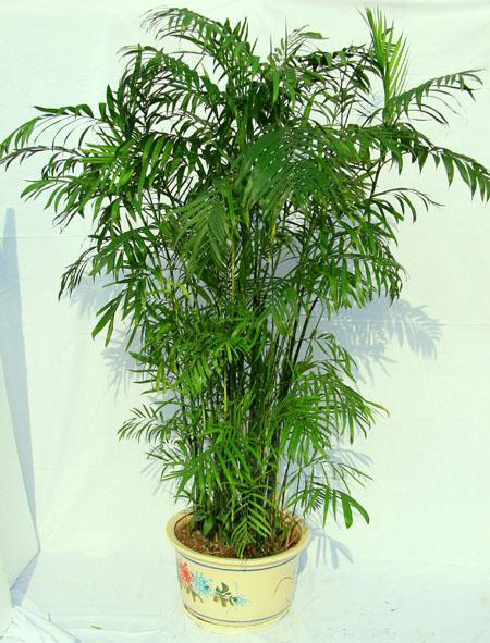 供應(yīng)植物租擺綠植租賃