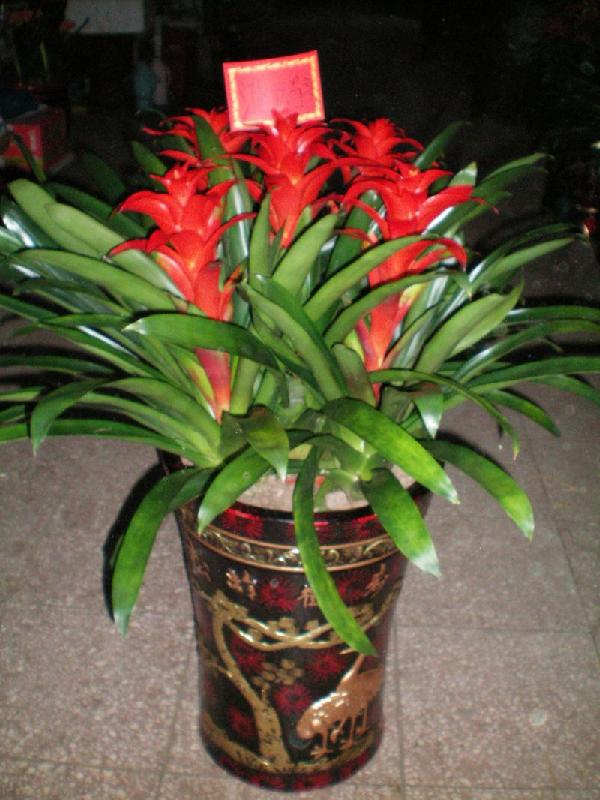 供應(yīng)綠植養(yǎng)護公司