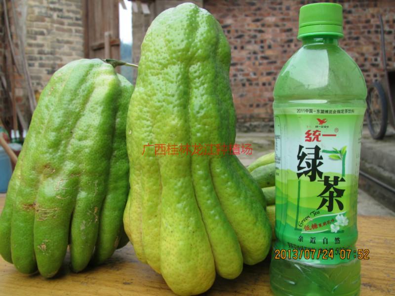 供應(yīng)永福廣佛手苗，廣佛手苗，佛手苗，佛手瓜
