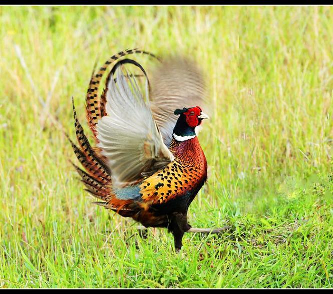 供應衡陽山雞苗