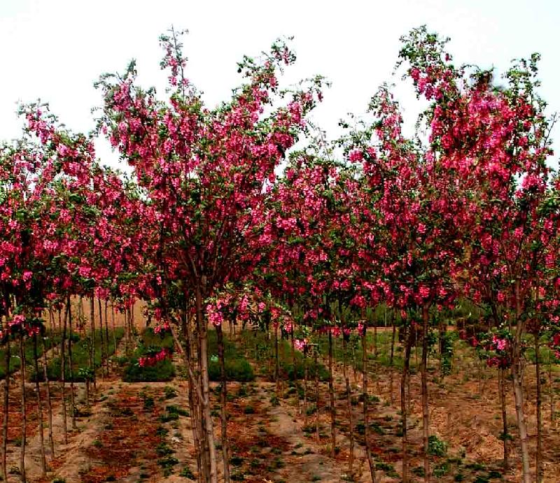 供應華北星林苗圃大量供香花槐