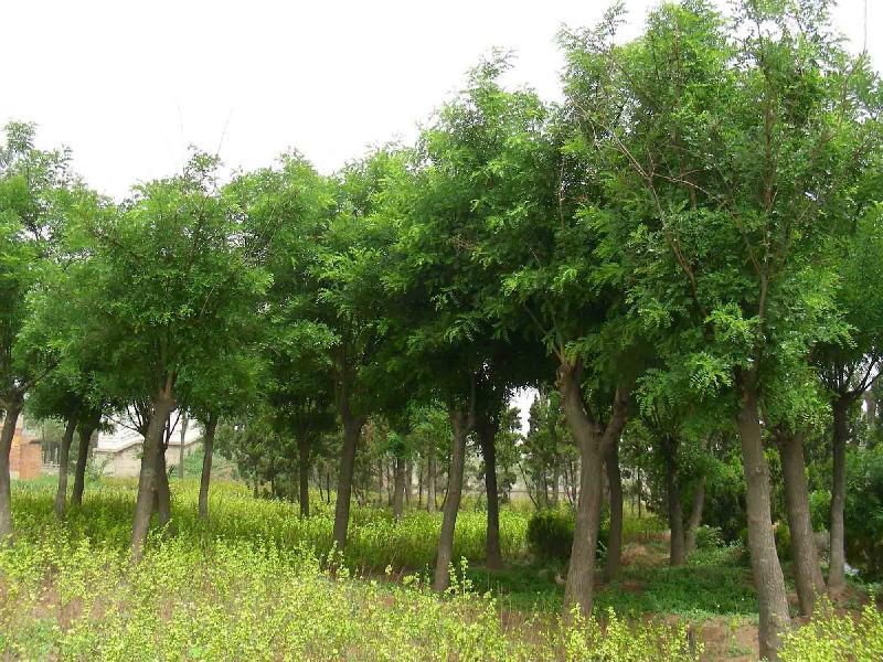 供应华北星林苗圃低价供大量国槐