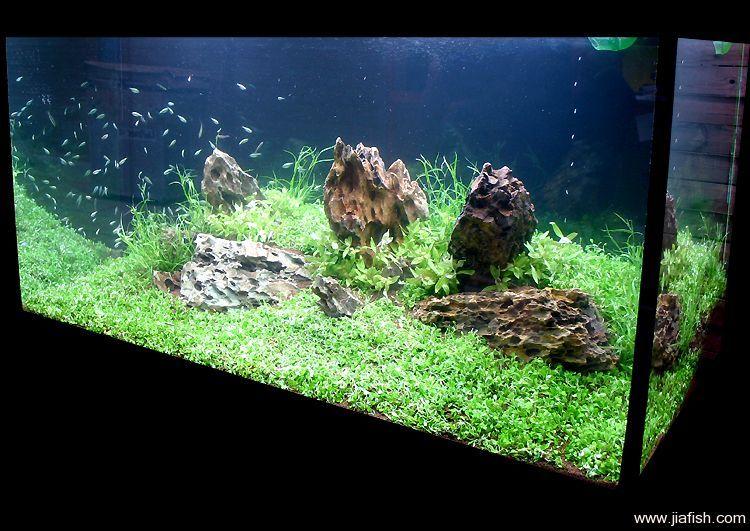 供應(yīng)廣州天河魚缸清洗換水天河魚缸上門清洗換水魚病防治魚缸定做