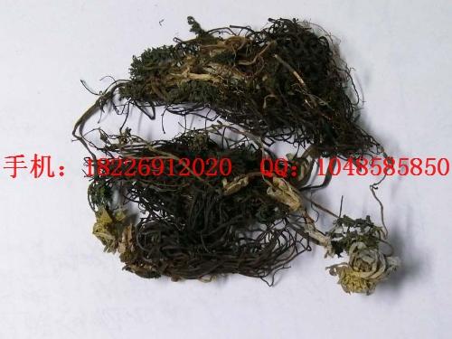 供應(yīng)福壽草批發(fā)三白草批發(fā)價格