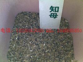 供應(yīng)馬蘭子柴胡種子批發(fā)蒲公英種子