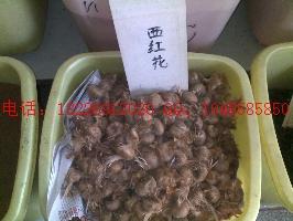 供應(yīng)迷失香批發(fā)價格 優(yōu)質(zhì)迷失香批發(fā)價格