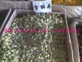 供應(yīng)金雀根價(jià)格雪中情價(jià)格批發(fā)
