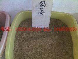 供應(yīng)馬蘭子柴胡種子批發(fā)蒲公英種子