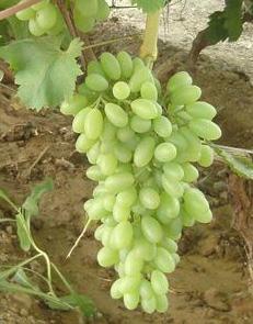 供應(yīng)鳳城出售郁金香葡萄苗，寬甸夏黑葡萄苗