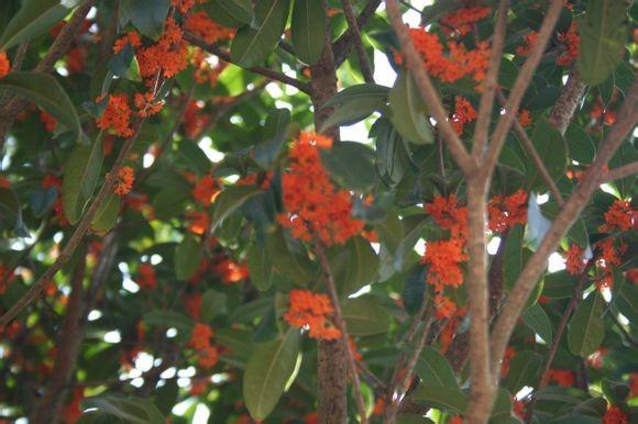 供應(yīng)丹桂直1公分高08一1米