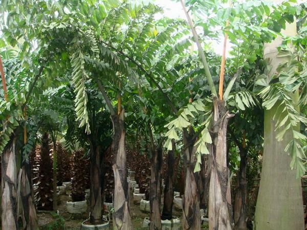 供應董棕批發(fā)出售基地