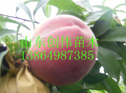 矮化蘋果苗圖片