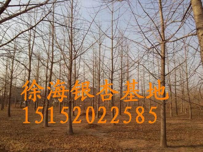 銀杏樹行情報價