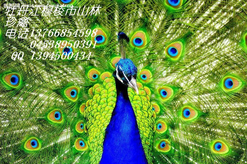 黑河*養(yǎng)殖,黑河沙半雞養(yǎng)殖,黑河*養(yǎng)殖