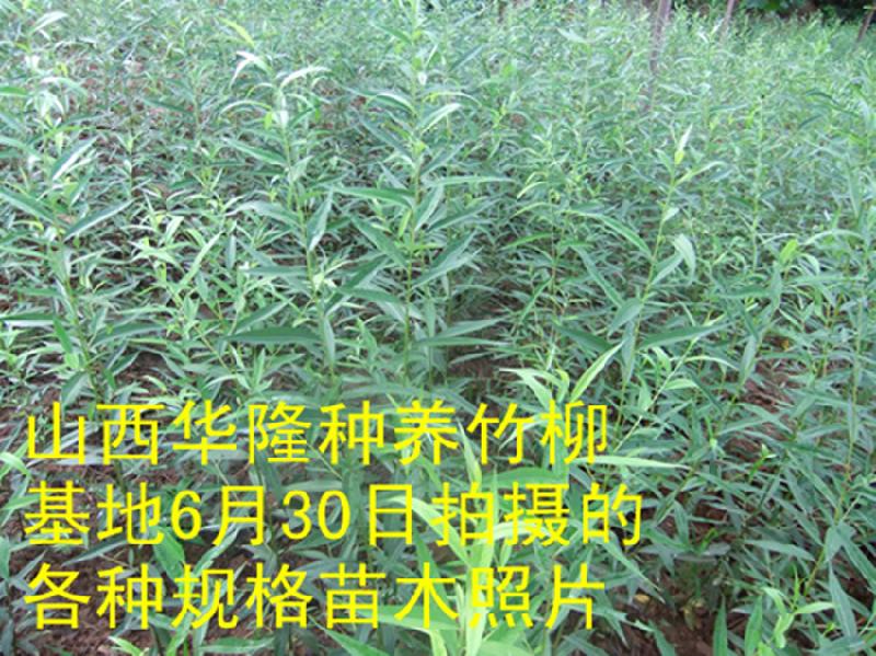 竹柳苗的價(jià)格圖片