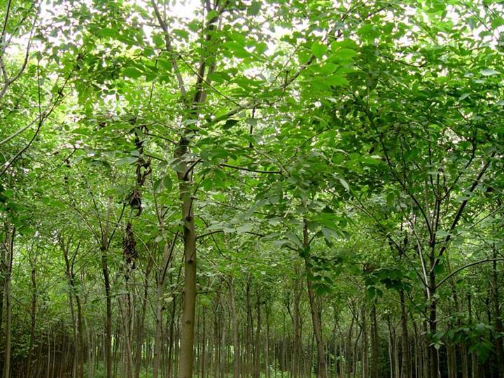 供應(yīng)國槐基地.國槐價格.速生國槐