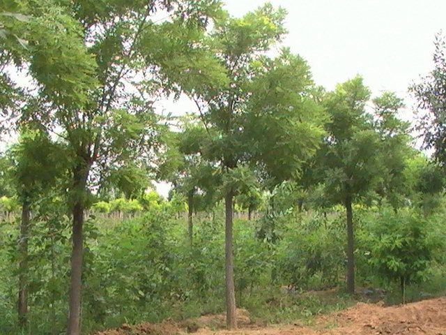 國(guó)槐山東偉成苗木基地圖片