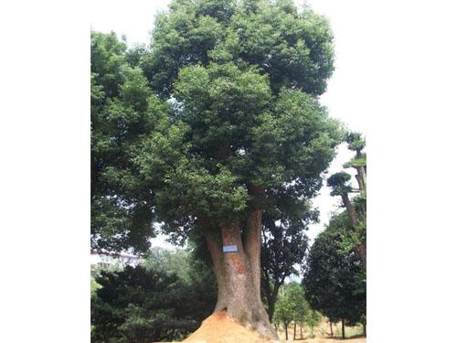 衡阳香樟树种植基地供应衡阳香樟树种植基地，衡阳香樟树批发，衡阳香樟树价格