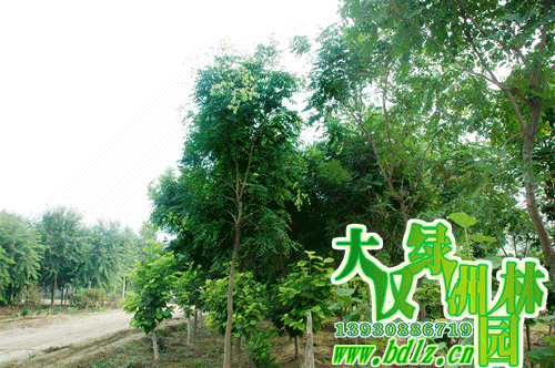 天津欒樹價(jià)格圖片