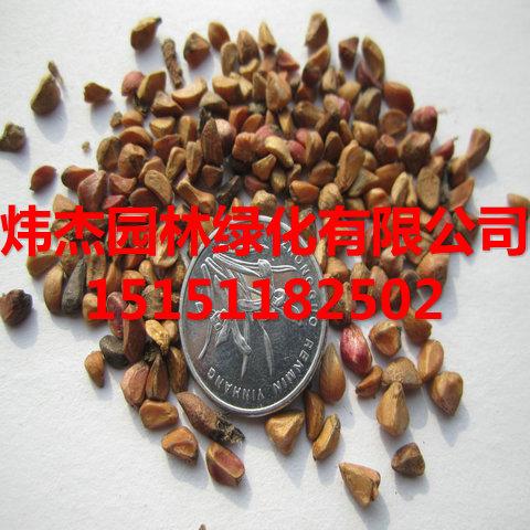 供应江苏红刺玫种子批发价格