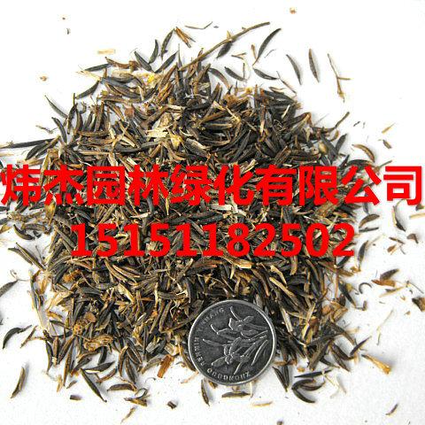 供应万寿菊种子价格.江苏万寿菊种子价格.山东万寿菊种子价格