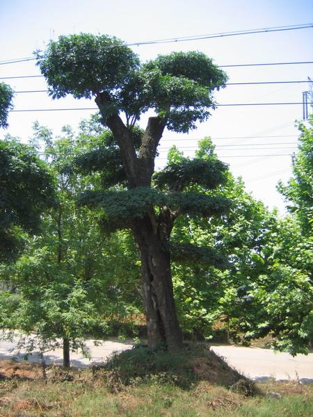 供應荊門對節(jié)白蠟