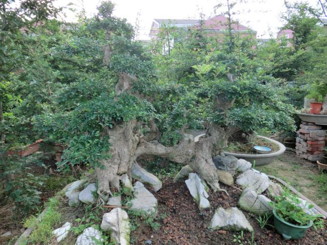 供應(yīng)京山對(duì)節(jié)白蠟樹(shù)價(jià)格盆景樹(shù)樁