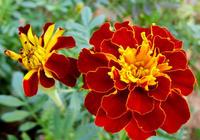 供應(yīng)海南龍華區(qū)萬(wàn)壽菊供應(yīng)商