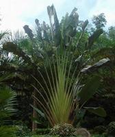 供應(yīng)海南綠化草皮花苗木批發(fā)