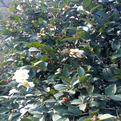 供應(yīng)廣西油茶樹(shù)的經(jīng)濟(jì)價(jià)值，廣西油茶樹(shù)報(bào)價(jià)，廣西油茶樹(shù)批發(fā)