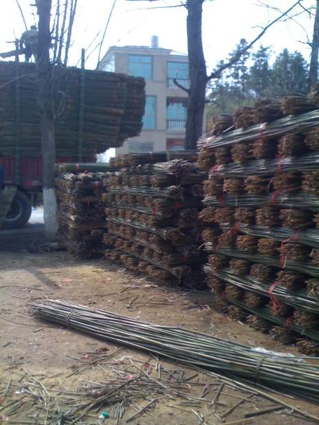 供應(yīng)菜架竹毛竹片竹尾小山竹等各種竹子