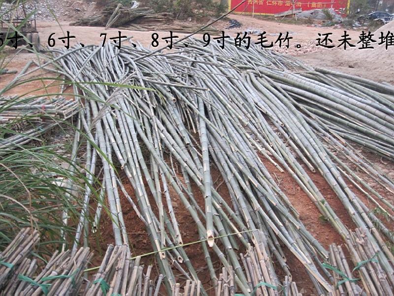 供應(yīng)竹攀藤架菜架竹毛竹片毛竹 哪有山藥竿出售 哪有山藥竿 菜架竹出售