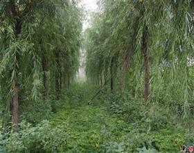 供應(yīng)基地小柳樹