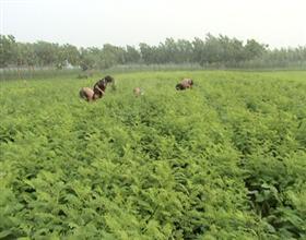 供应基地批发刺槐苗