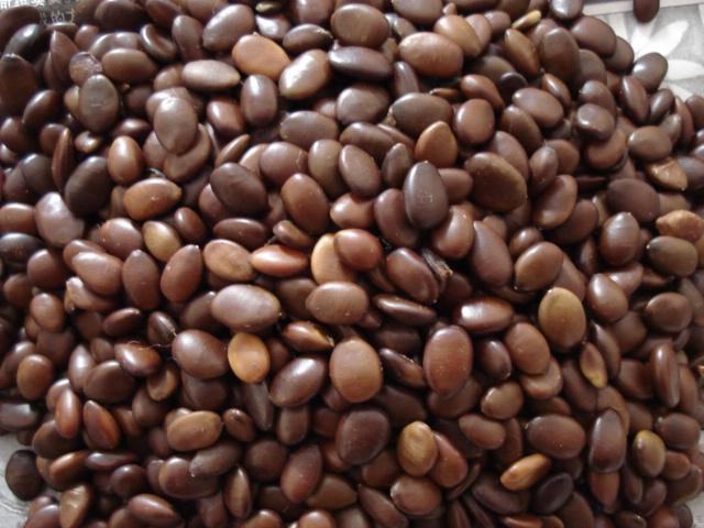 供應(yīng)皂角籽皂角苗