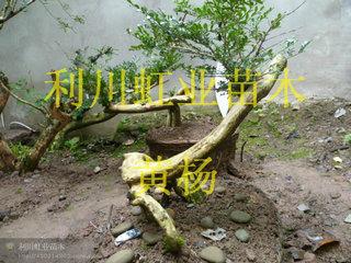 供應小葉瓜子黃楊/小葉瓜子黃楊盆景毛坯